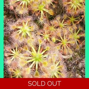 Drosera occidentalis PINK FLOWER RED VEINS, 10+ gemmae